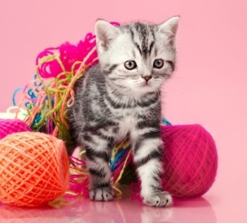 kitten-sewing-thread